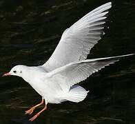 Black-headed Gull