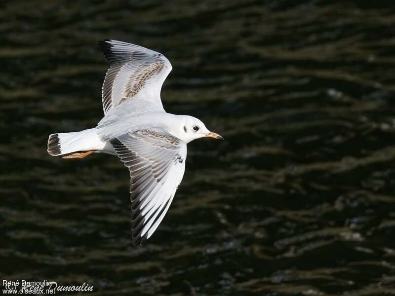 Mouette rieuseimmature, Vol