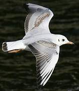 Mouette rieuse