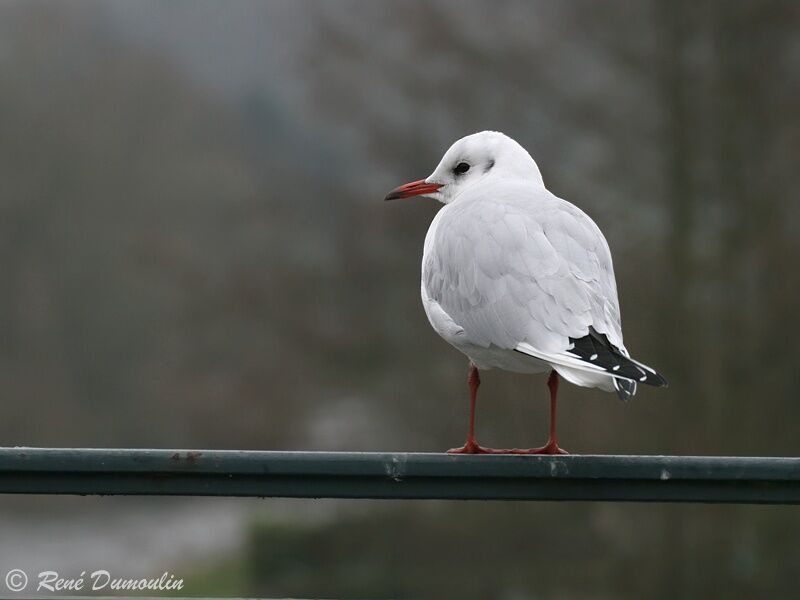 Mouette rieuseadulte