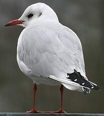 Mouette rieuse