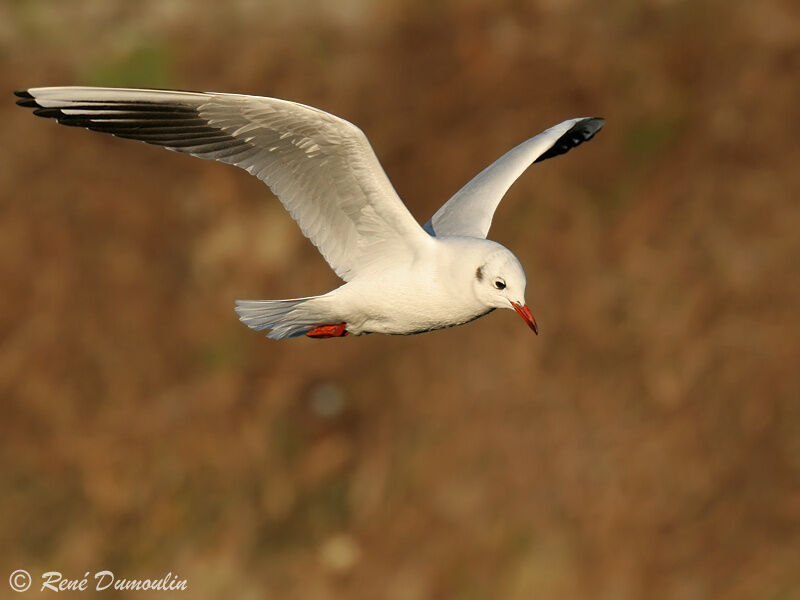 Mouette rieuseadulte internuptial