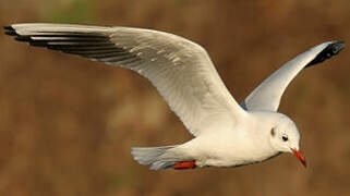 Mouette rieuse