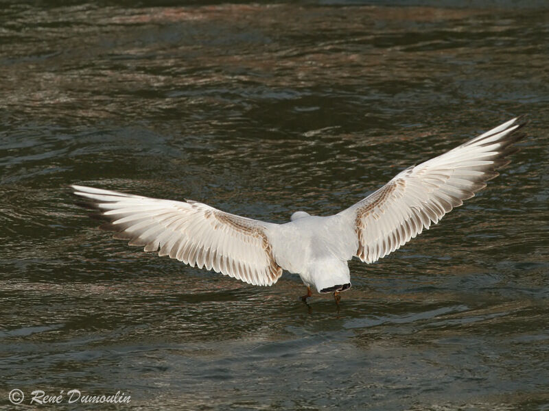 Black-headed GullSecond year