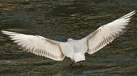 Mouette rieuse