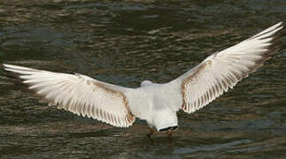 Black-headed Gull