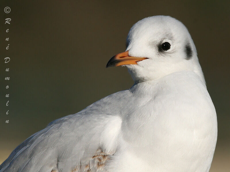 Mouette rieuseadulte internuptial, identification