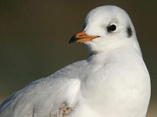 Mouette rieuse