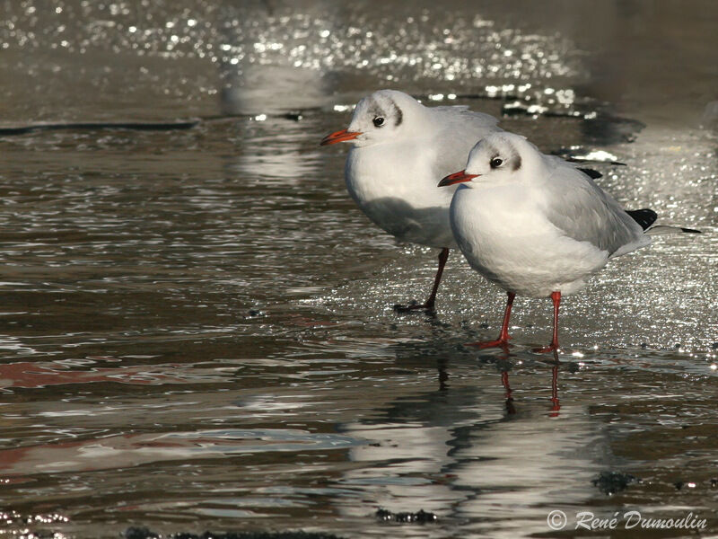 Mouette rieuseadulte internuptial, identification