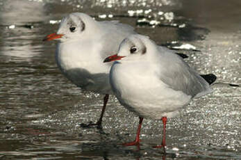 Mouette rieuse