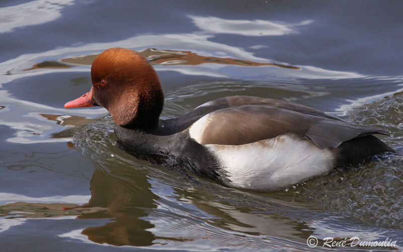 Nette rousse mâle adulte, identification