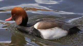 Red-crested Pochard