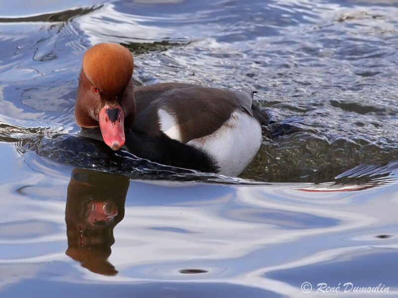 Red-crested Pochard male adult, identification