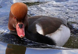 Red-crested Pochard