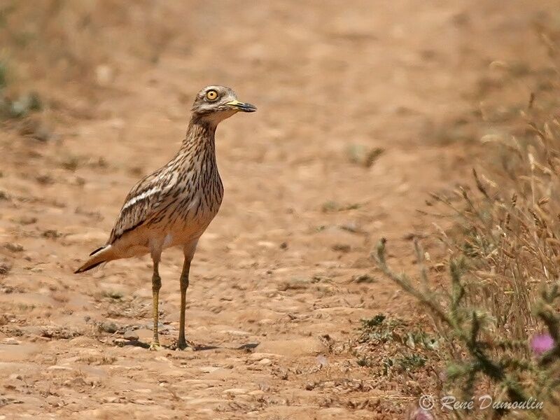 Oedicnème criardadulte, identification