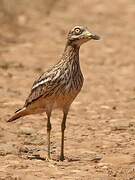 Eurasian Stone-curlew