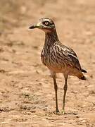 Eurasian Stone-curlew