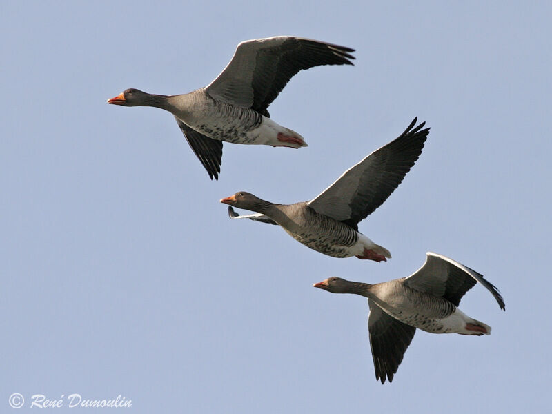 Greylag Gooseadult, Flight