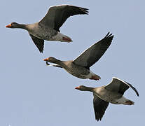 Greylag Goose