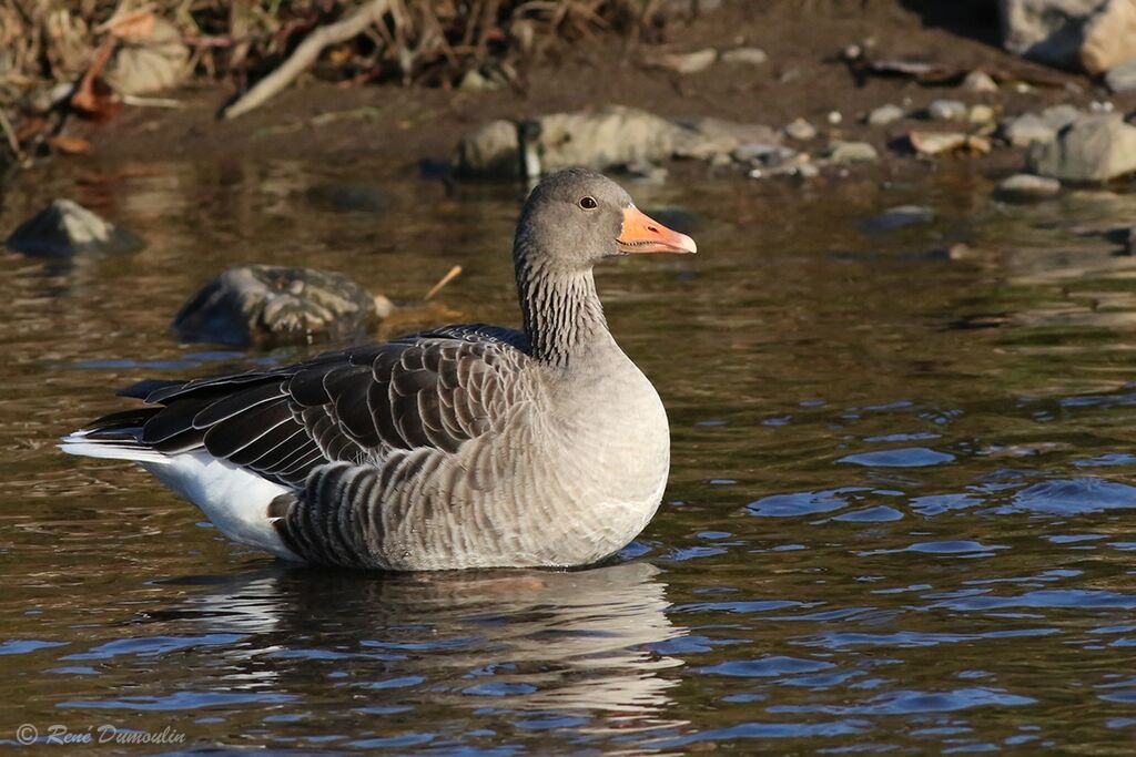 Greylag Gooseadult, identification