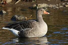 Greylag Goose