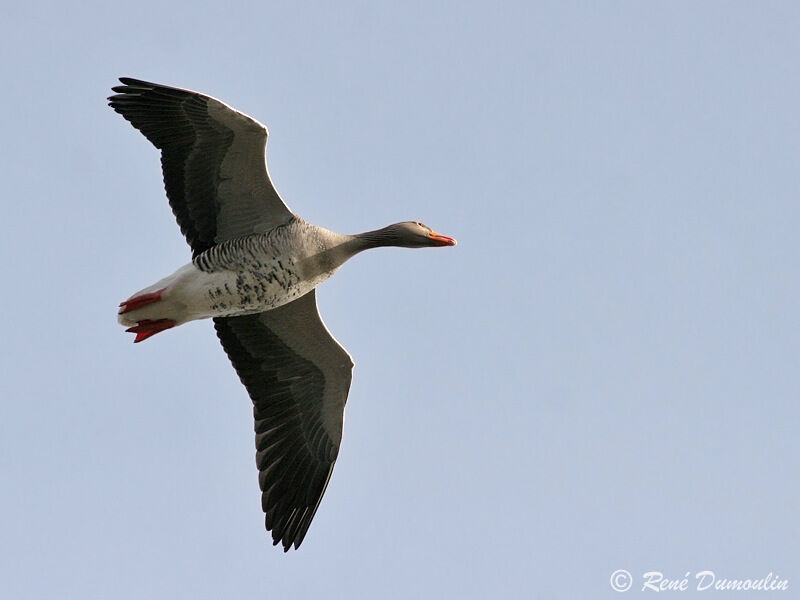 Greylag Gooseadult