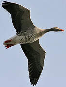 Greylag Goose