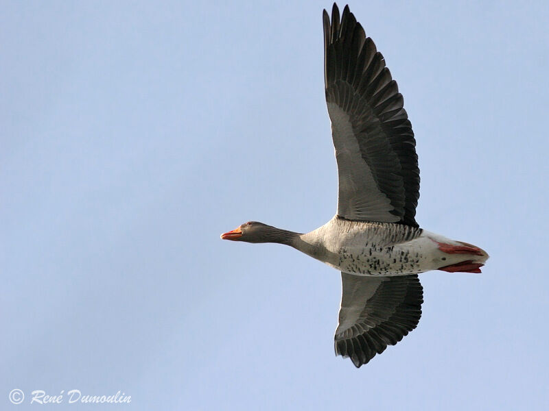 Greylag Gooseadult