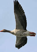 Greylag Goose