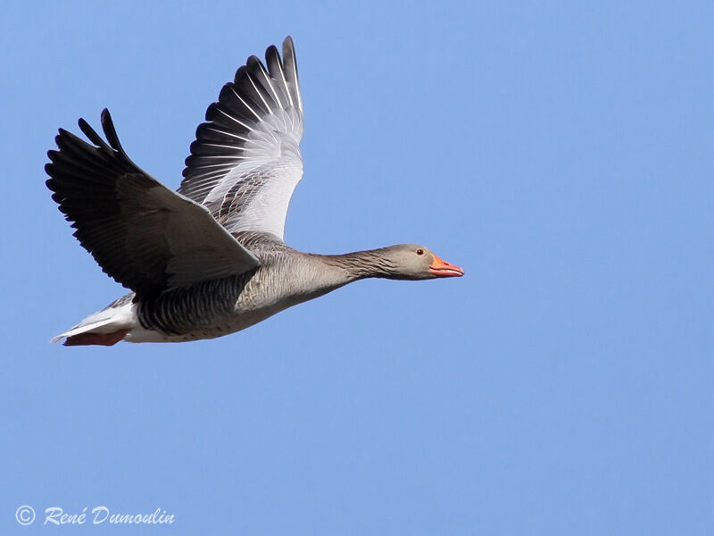 Greylag Gooseadult, Flight