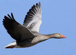 Greylag Goose