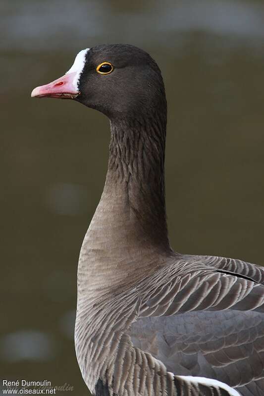 Lesser White-fronted Gooseadult, close-up portrait