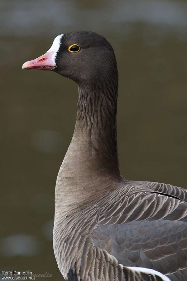 Oie naineadulte, portrait