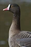 Lesser White-fronted Goose