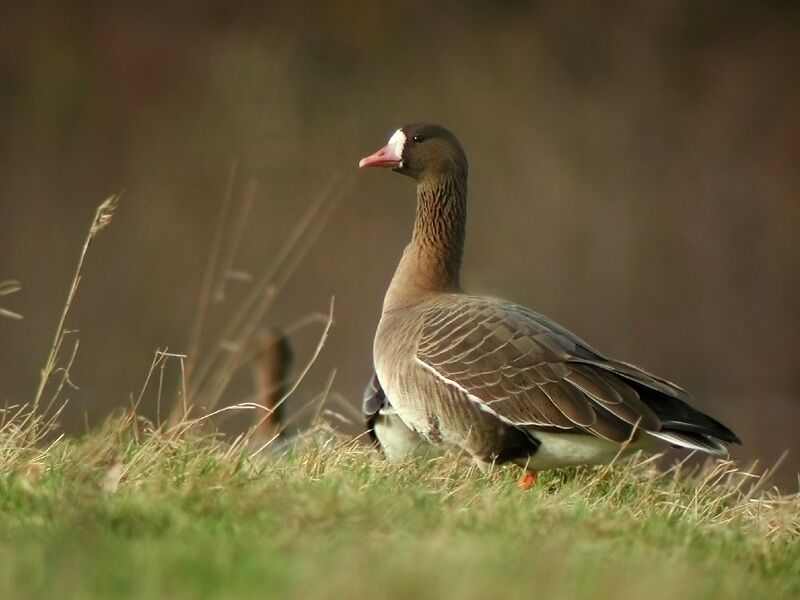 Greater White-fronted Goose