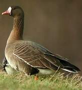 Greater White-fronted Goose