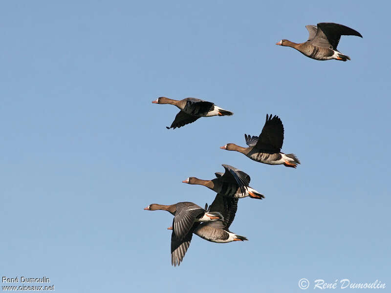 Greater White-fronted Gooseadult, Flight