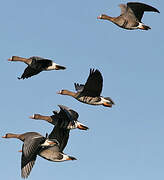 Greater White-fronted Goose