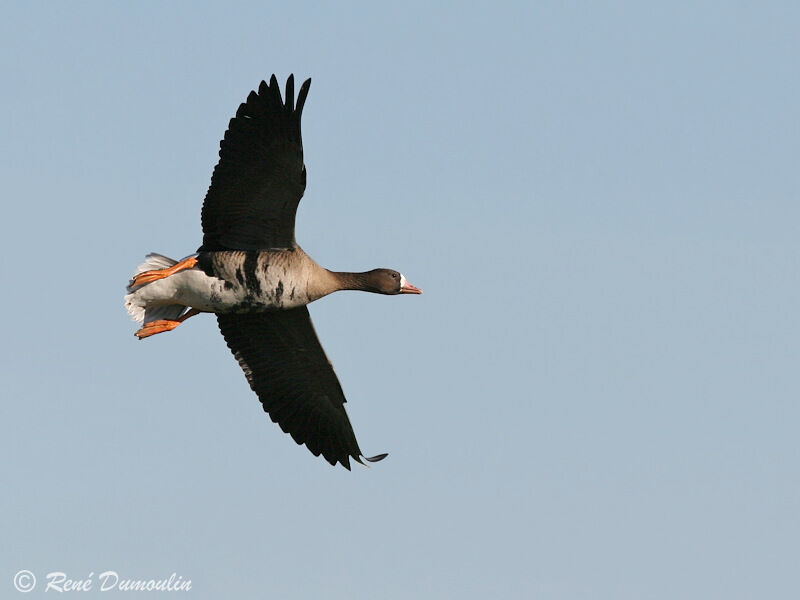 Greater White-fronted Gooseadult