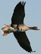 Greater White-fronted Goose