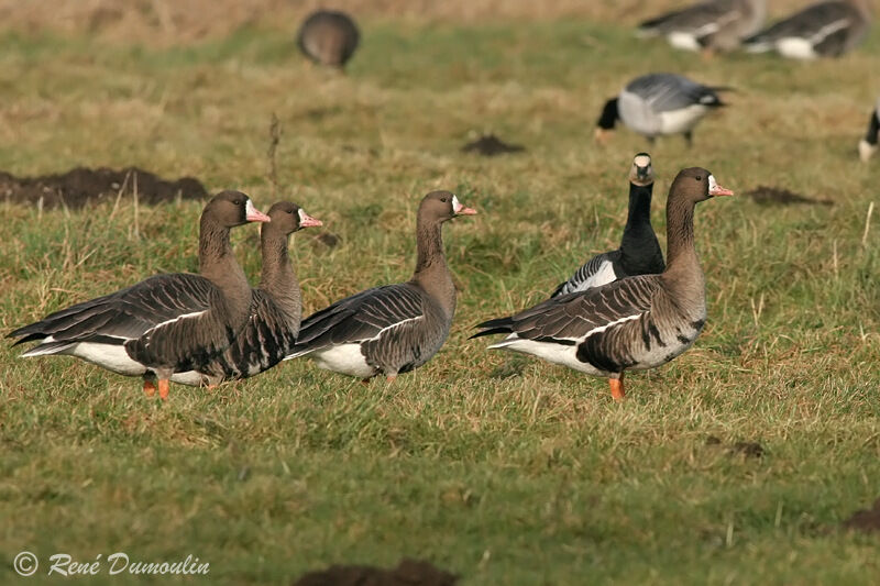 Greater White-fronted Gooseadult, identification