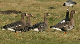 Greater White-fronted Goose