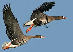 Greater White-fronted Goose