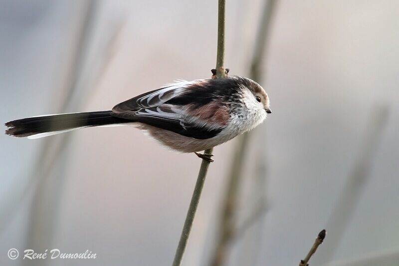 Long-tailed Titadult, identification