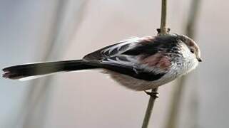 Long-tailed Tit