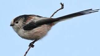 Long-tailed Tit