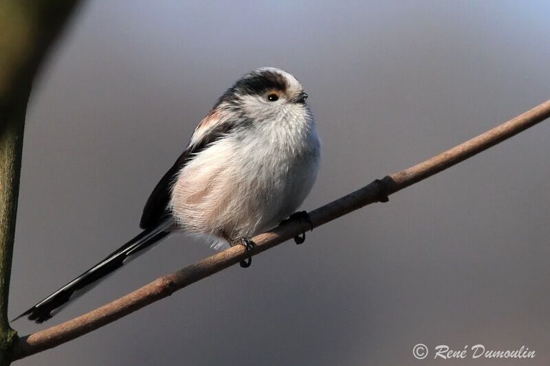 Long-tailed Titadult, identification