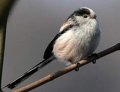 Long-tailed Tit