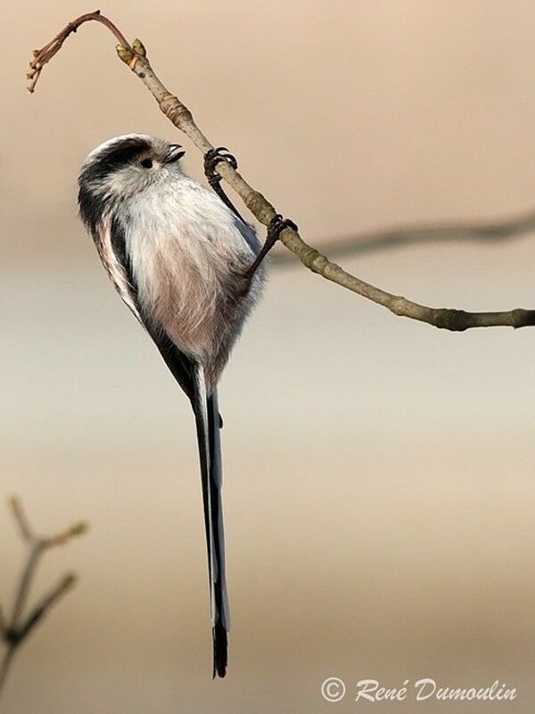 Long-tailed Titadult, identification