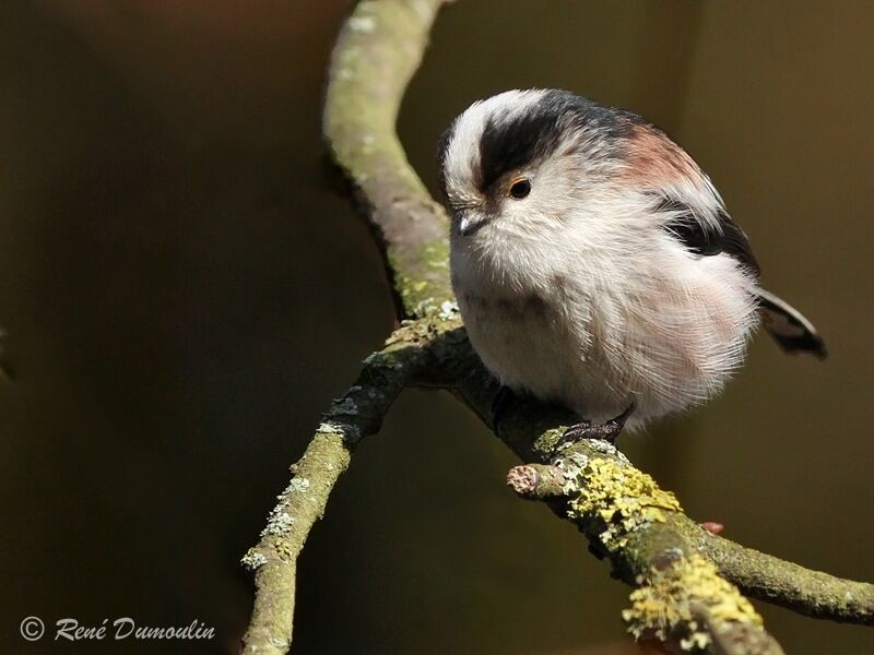 Long-tailed Titadult, identification